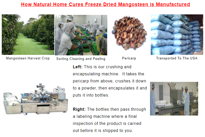 Natural Home Cures Freeze Dried Rich Pericarp Mangosteen Manufacturing Natural Home Cures Freeze Dried Rich Pericarp Mangosteen Manufacturing